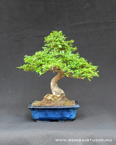 akciós bonsai vásárlás a marczika bonsai studioban ulmus parvifolia kinai szil